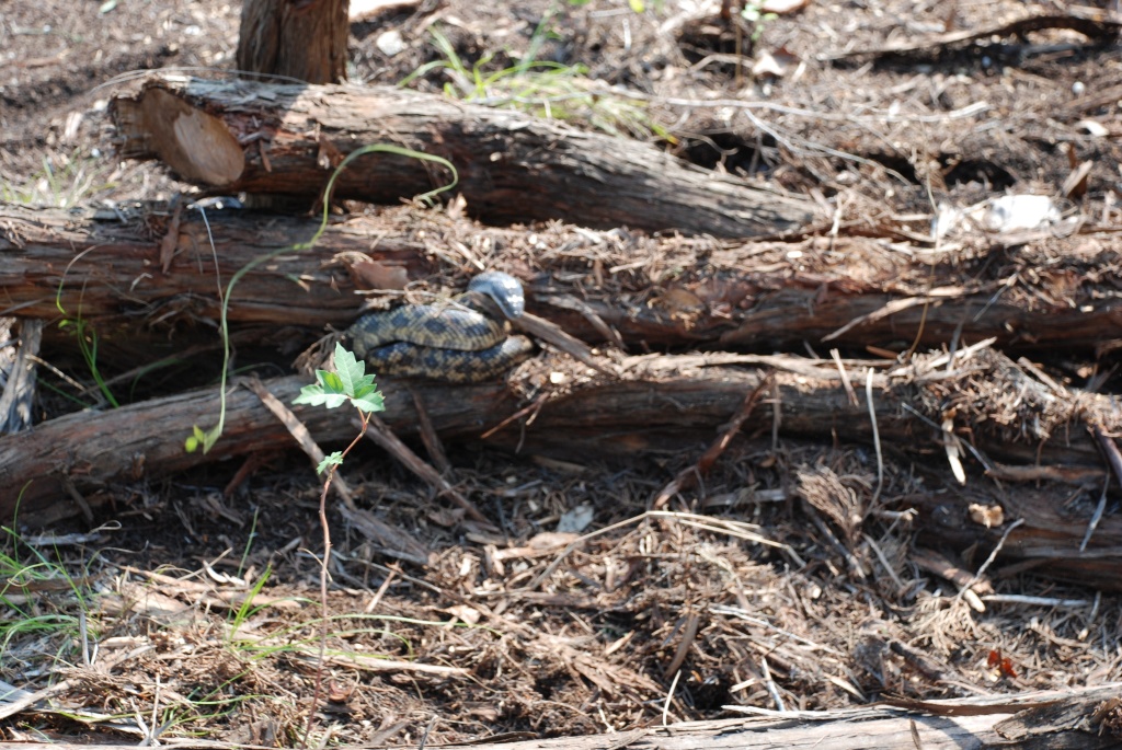 2009/05(May)/SNAKE IN YARD/2009-05-31-01-Snake.jpg